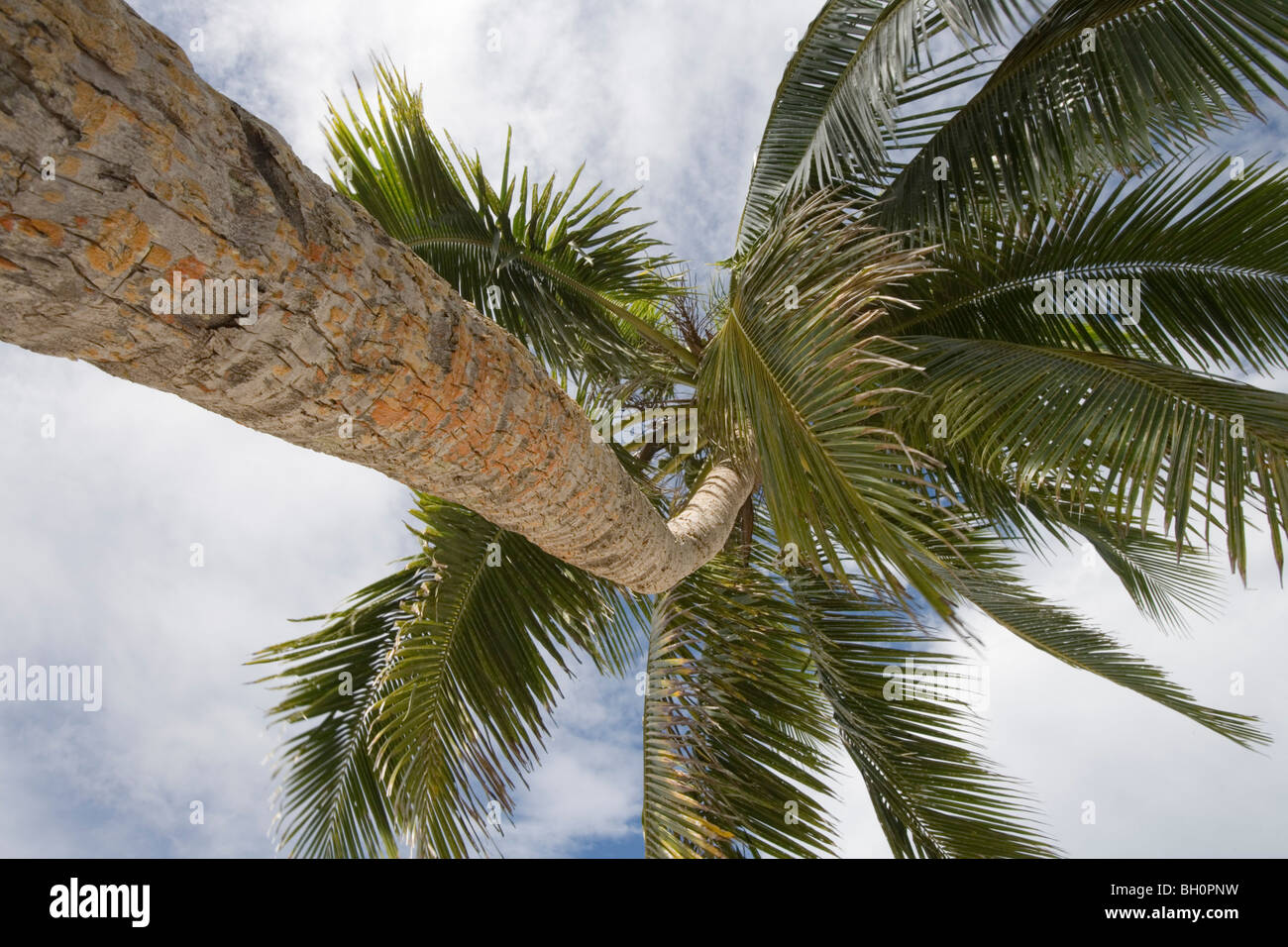 Basso angolo di visione a Palm tree, Nuku Island, Vava'u arcipelago, Tonga, South Pacific Oceania Foto Stock