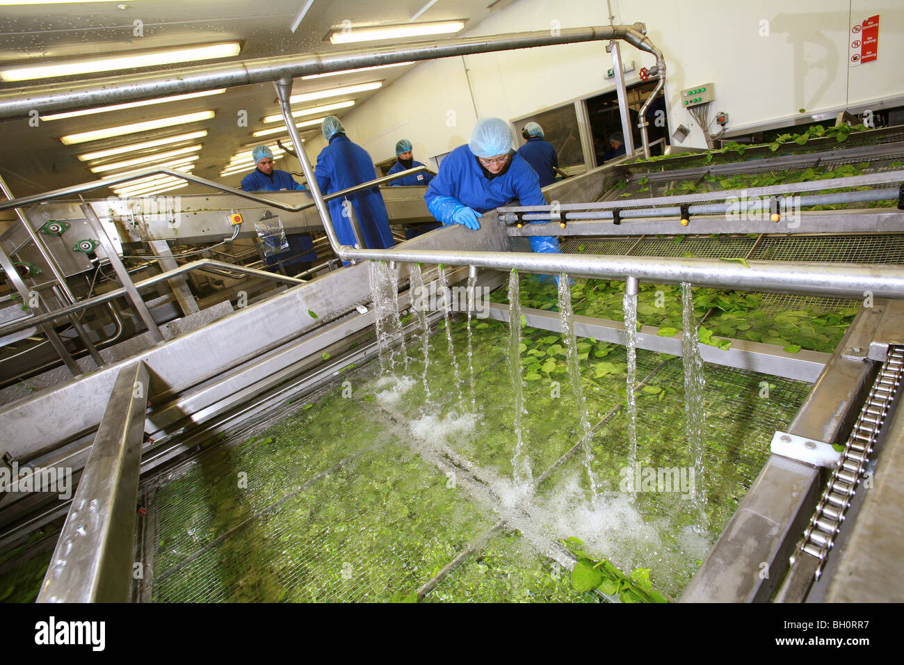 I lavoratori di una lavorazione alimentare factory Foto Stock