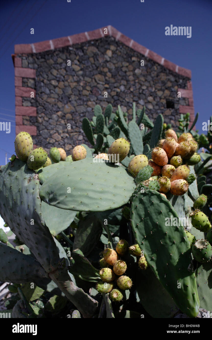 Il Cactus di fronte a una casa tradizionale, El Hierro, Isole Canarie, Spagna Foto Stock