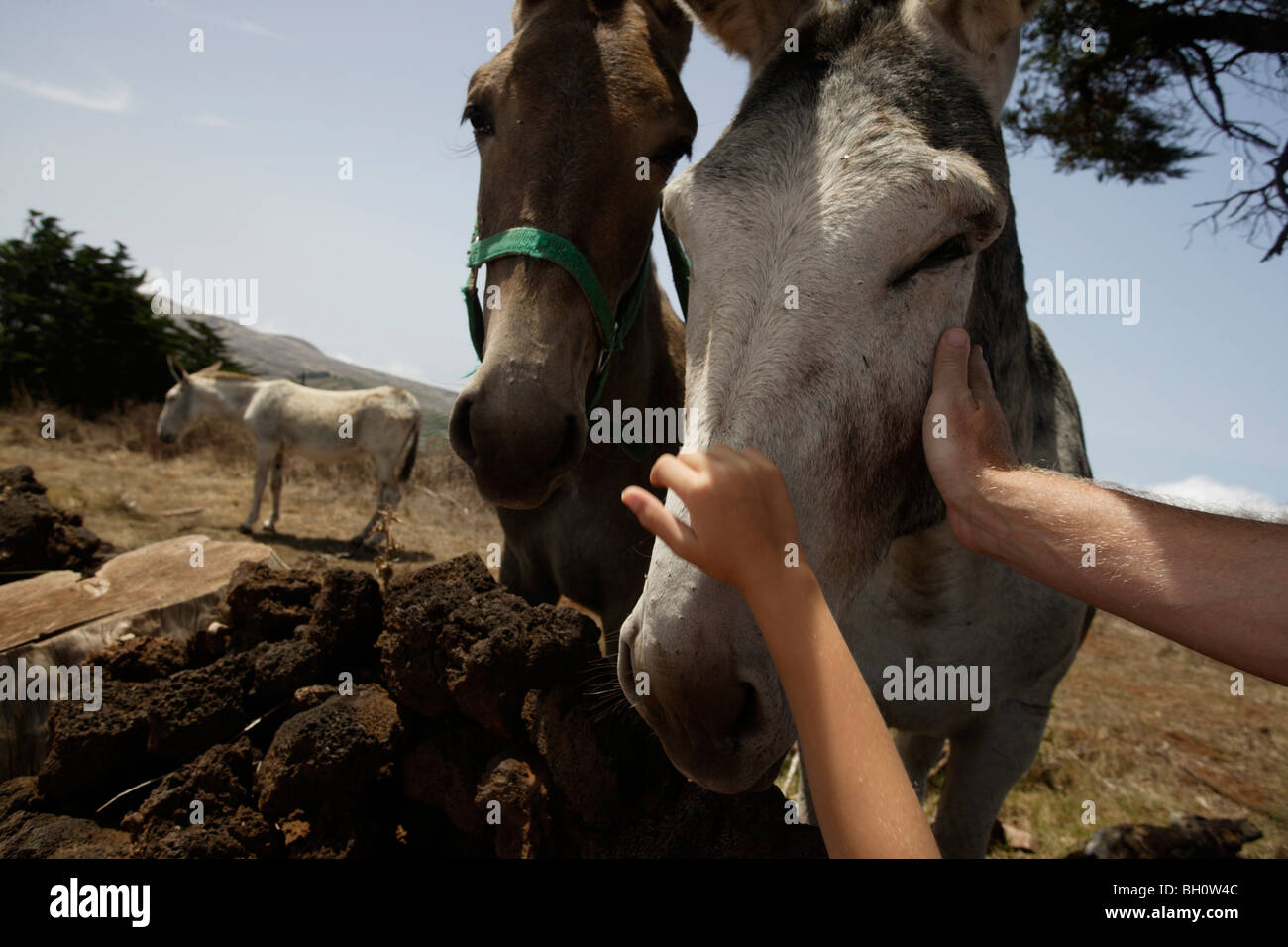 La gente di accarezzare un asino, Malpaso, Camino de la Vergine, El Hierro, Isole Canarie, Spagna Foto Stock