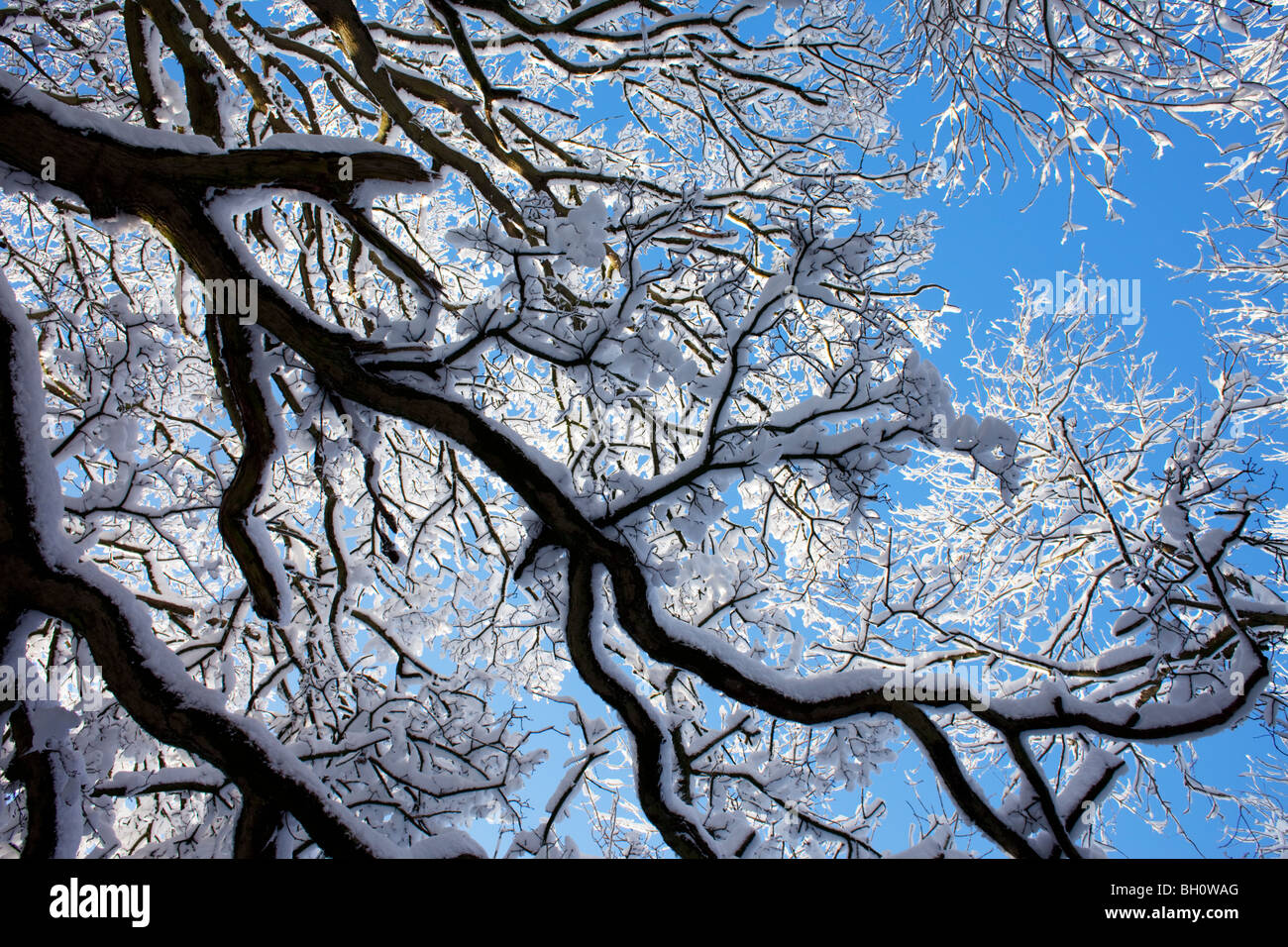 Una coperta di neve albero vicino a Snowshill in Cotswolds, REGNO UNITO Foto Stock