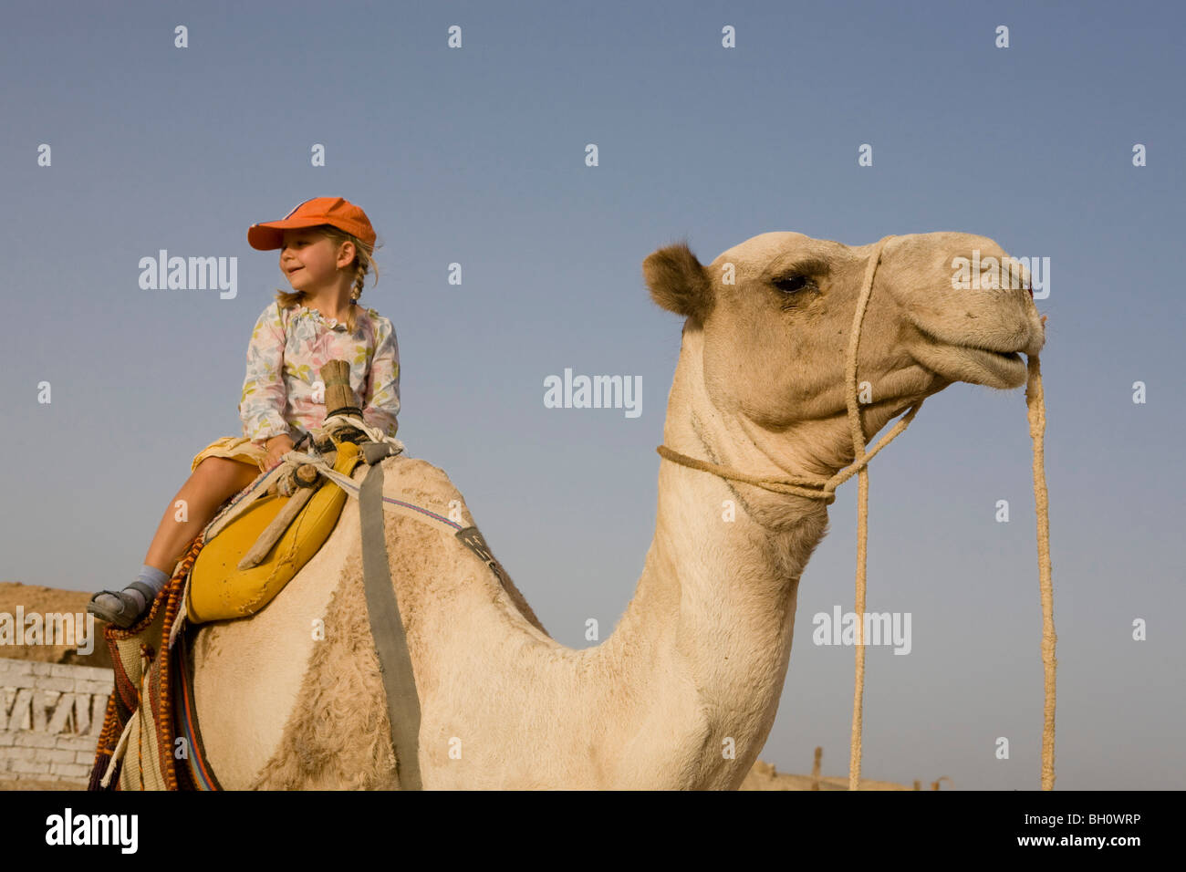 Bambino, ragazza, 5, a dorso di un cammello nel Marsa Alam desert, Mar Rosso, Egitto Foto Stock