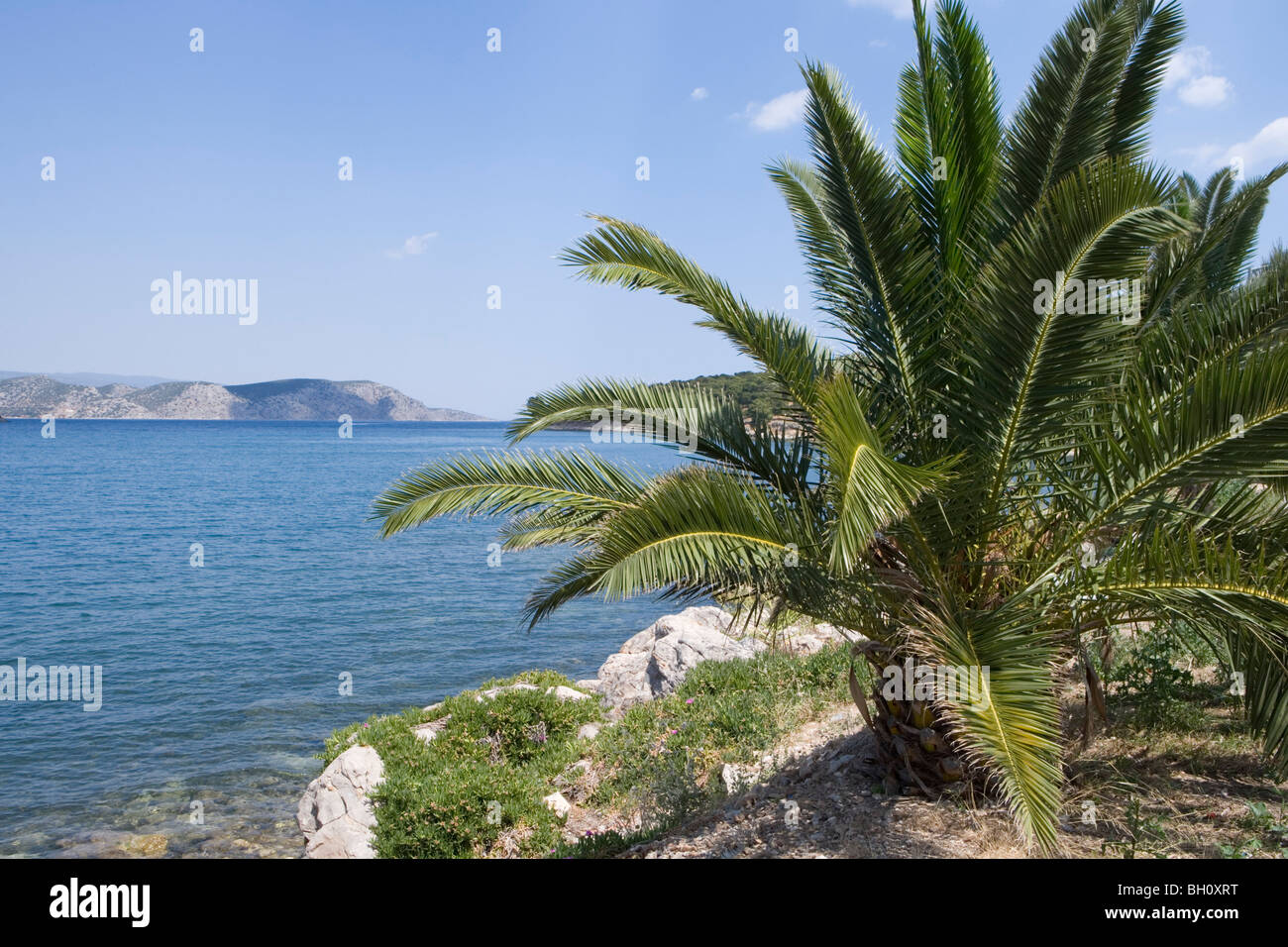 Palm Tree e della costa del sole, Ermioni, Peloponneso e Grecia, Europa Foto Stock