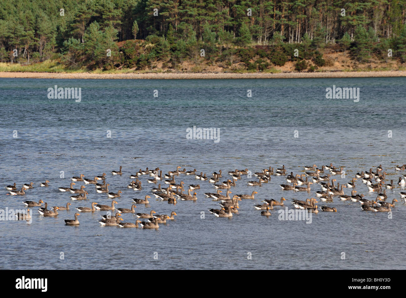 Un branco di oche del Canada sull'acqua a Loch flotta in oriente Sutherland, Scotland Regno Unito Foto Stock