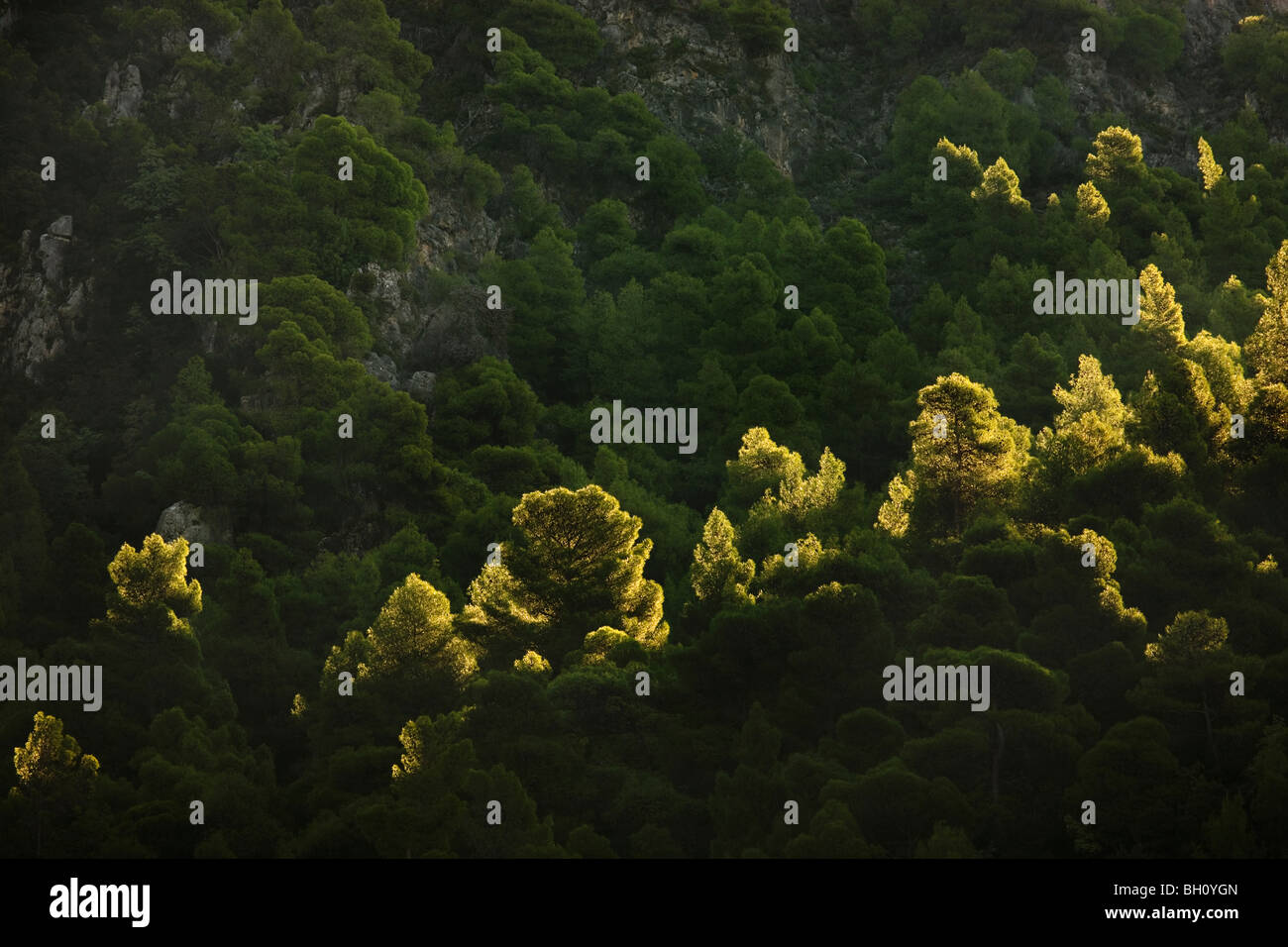 Foreste di pini sul bordo della Gola Rindomo nelle mani del Peloponneso della Grecia Foto Stock