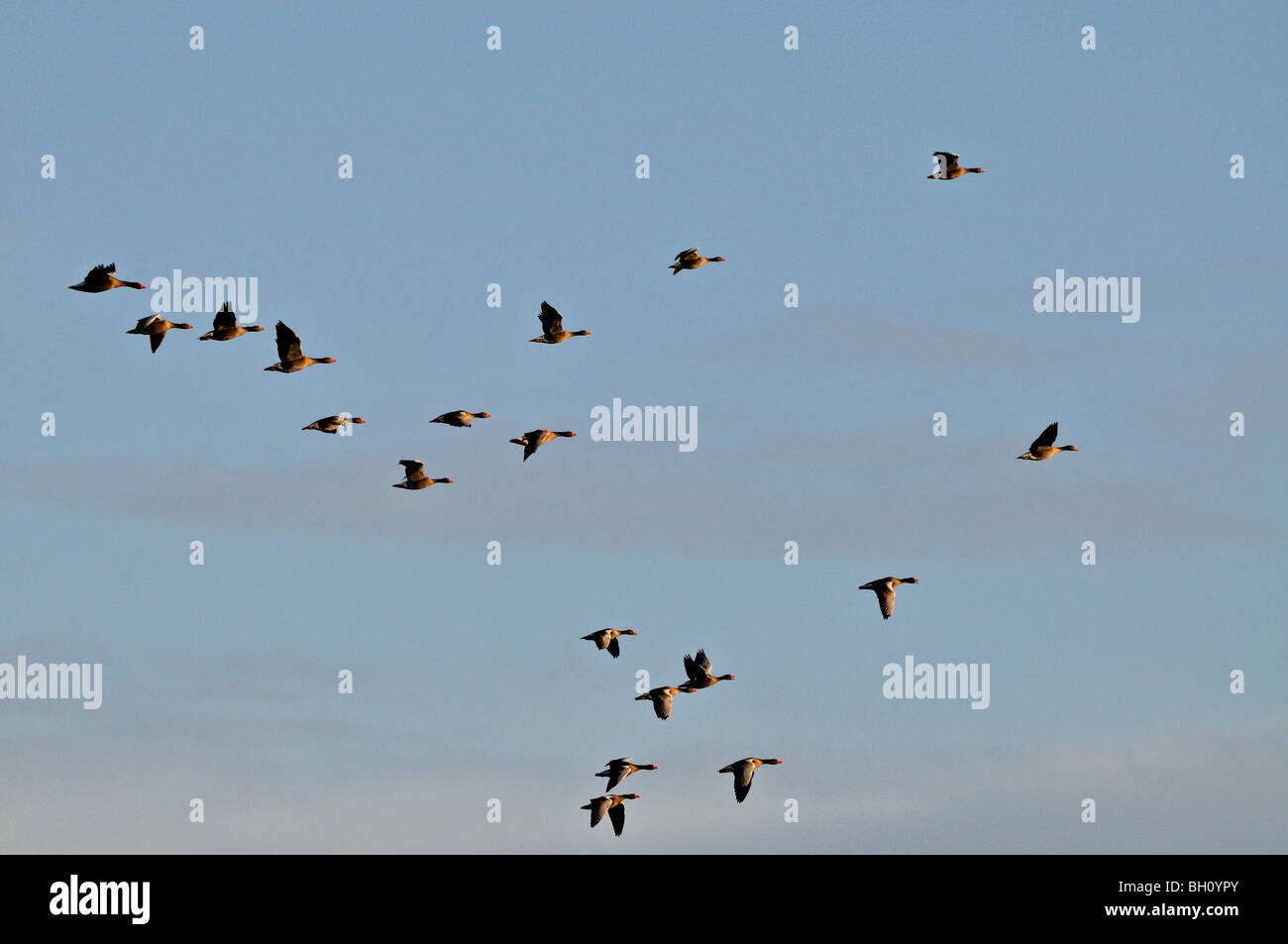Stormo di oche del Canada in volo a Loch flotta vicino a Golspie in Sutherland, Scotland Regno Unito Foto Stock