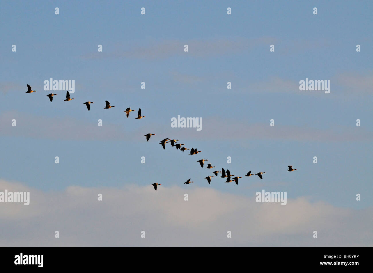 Stormo di oche del Canada in volo a Loch flotta vicino a Golspie in Sutherland, Scotland Regno Unito Foto Stock