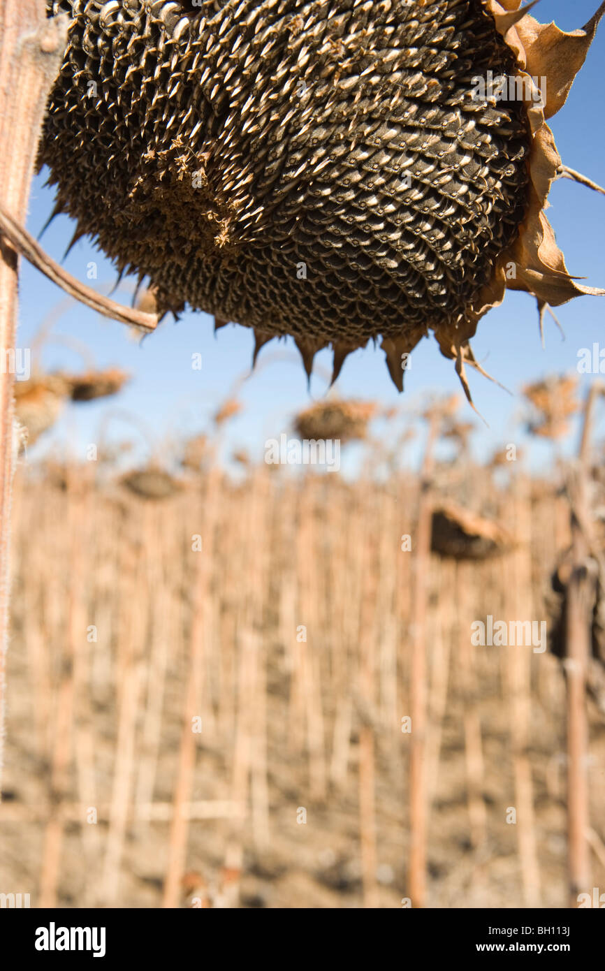 Primo piano della grande girasole essiccato in un campo, inverno Foto Stock