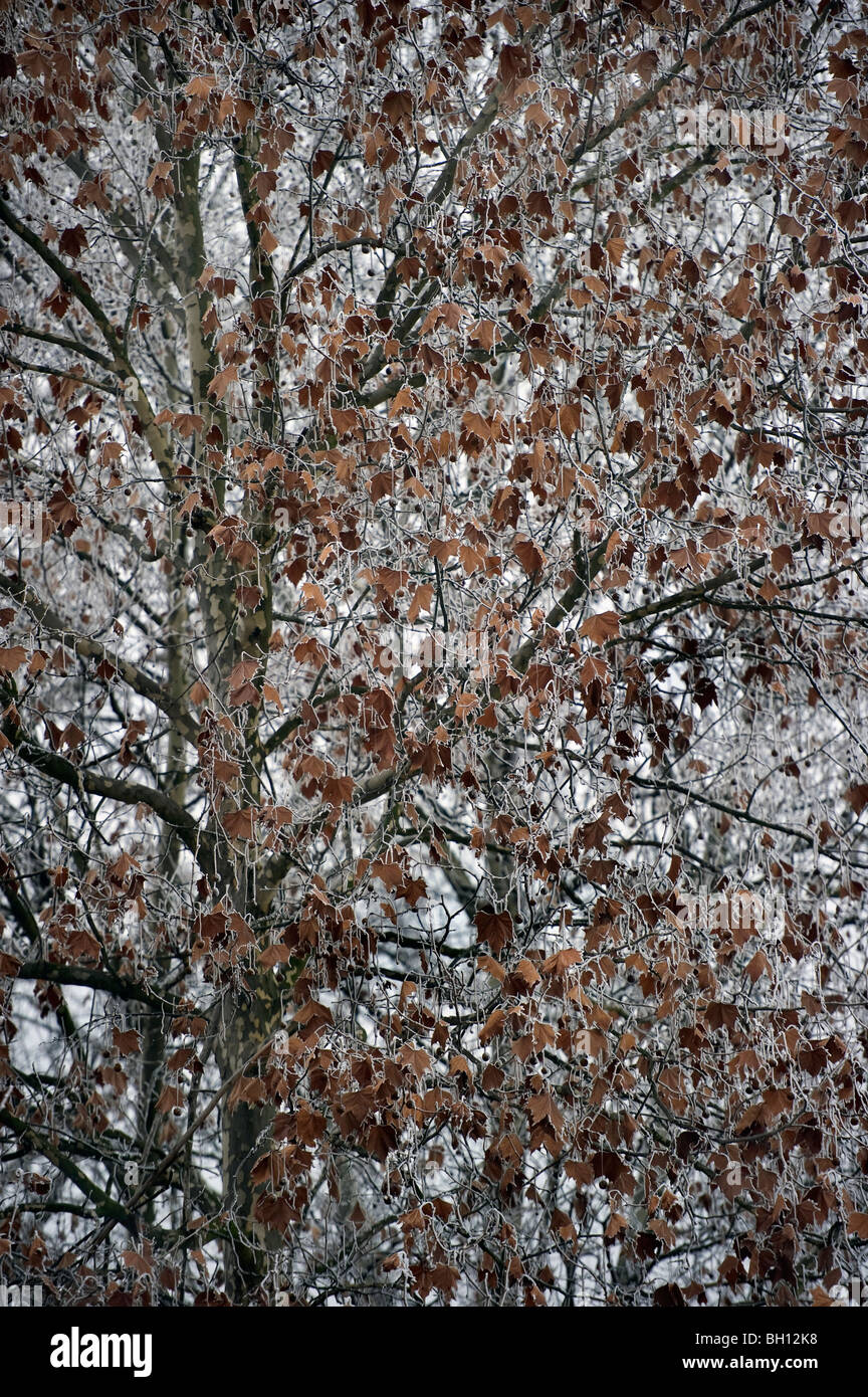 L'Italia, Piemonte, Torino, un piano in inverno Foto Stock
