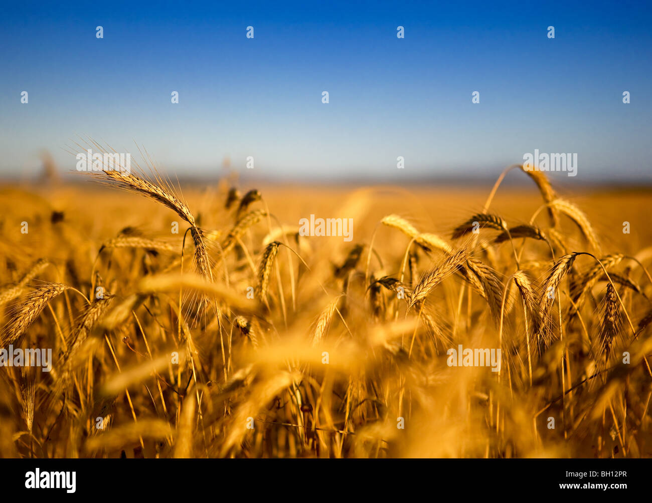 Bellissimo paesaggio immagine di un campo di grano Foto Stock