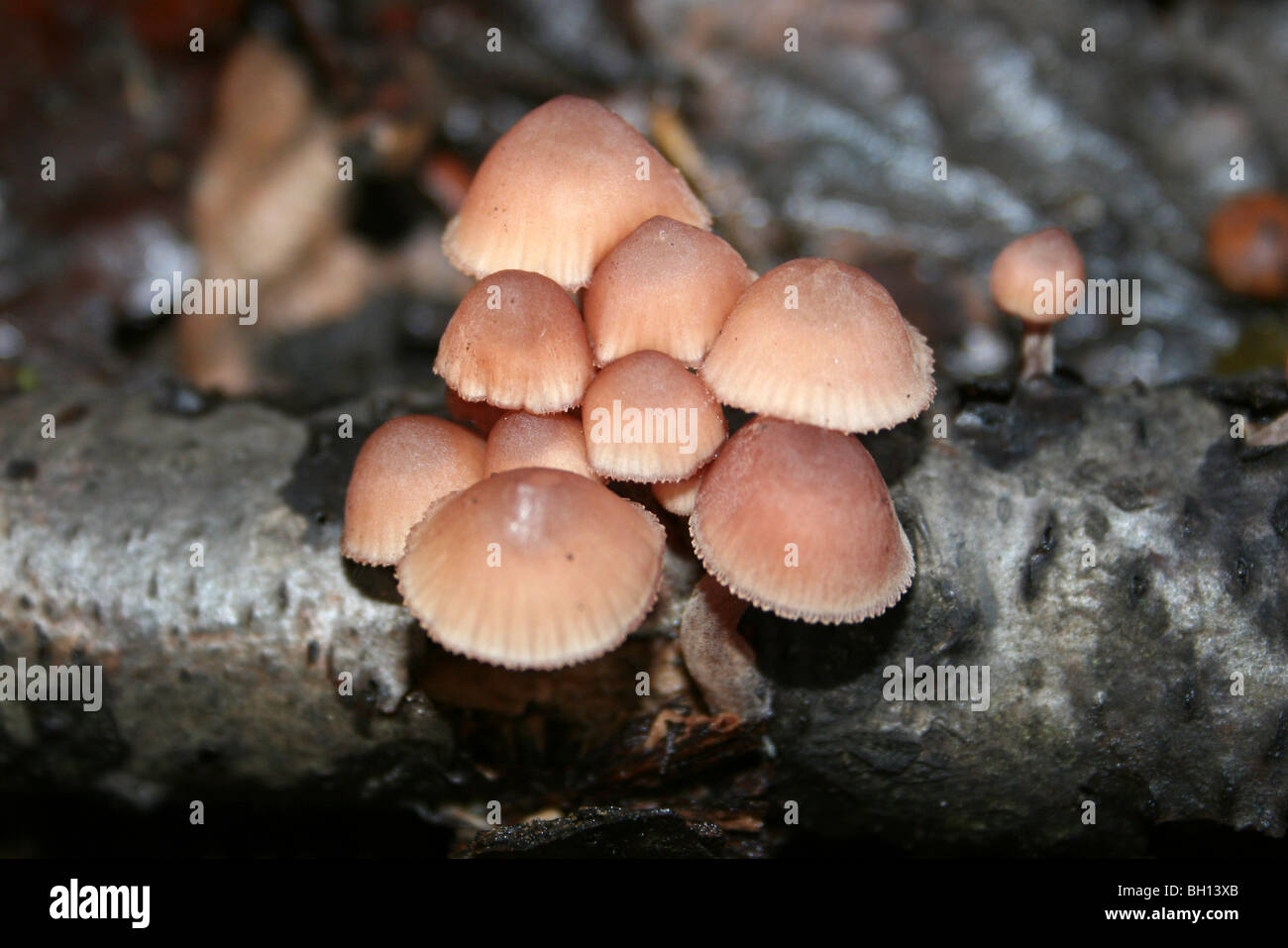 Mycena haematopus prese a Eastham Country Park, Wirral, Merseyside, Regno Unito Foto Stock