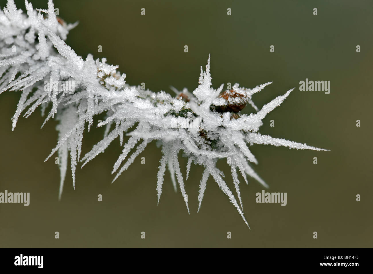 Vicino la scena invernale di abbastanza pungenti trasformata per forte gradiente gelo su un ramo congelata pianta che mostra dei cristalli di ghiaccio con sfondo verde Foto Stock