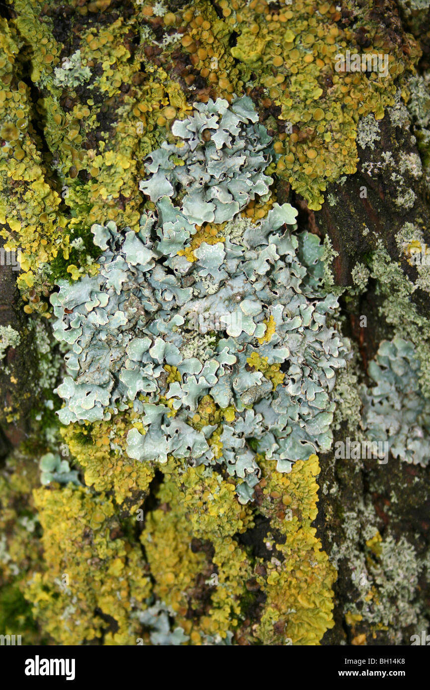Foliose Lichen Clairmont saxatilis & giallo licheni Xanthoria parietina prese a Flash Pennington CP, REGNO UNITO Foto Stock