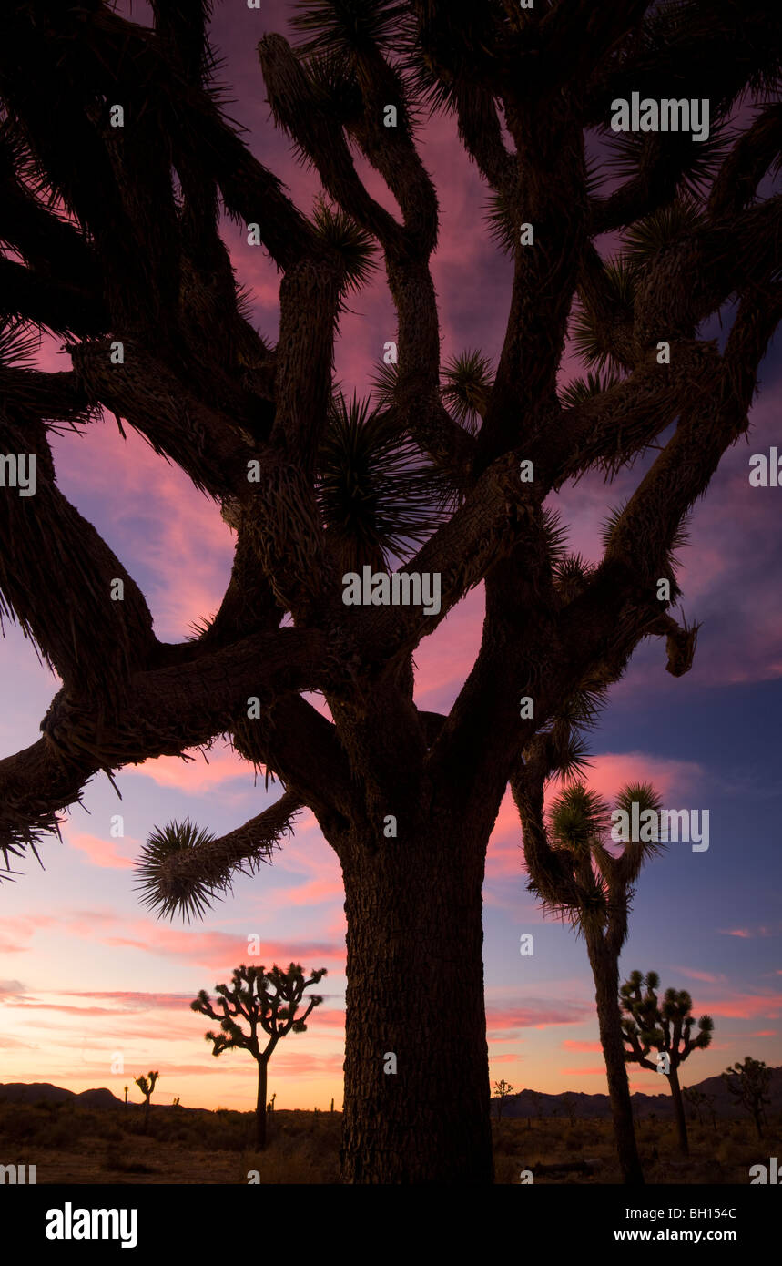 Joshua Tree a Joshua Tree National Park, California. Foto Stock