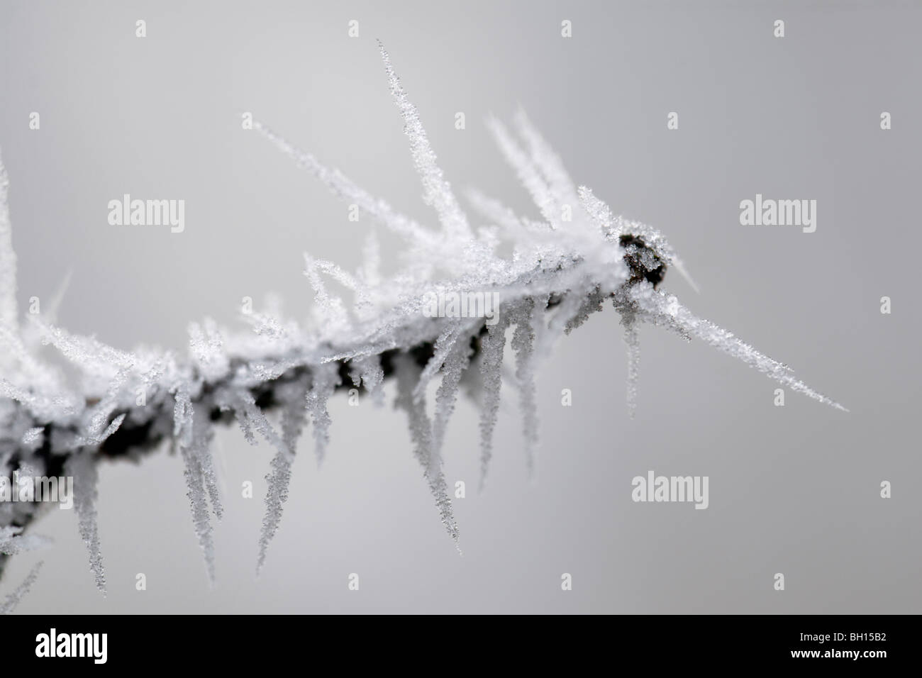 Vicino la scena invernale di abbastanza pungenti trasformata per forte gradiente gelo su un ramo congelata pianta che mostra dei cristalli di ghiaccio Foto Stock