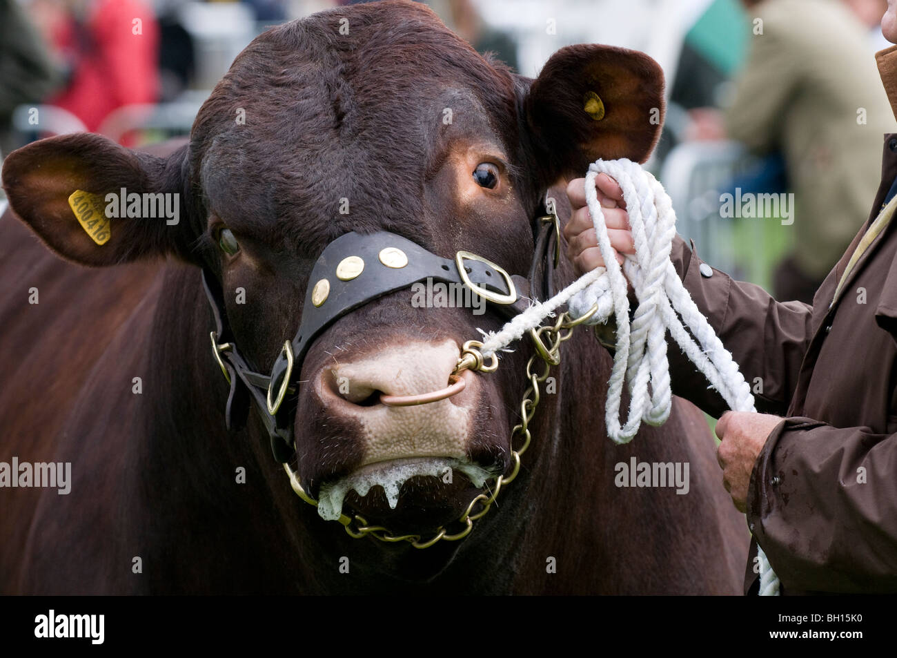 Una vincita bull emette schiuma alla bocca all'ultimo mai Royal Show mostra agricola a Stoneleigh Park nel Warwickshire Foto Stock