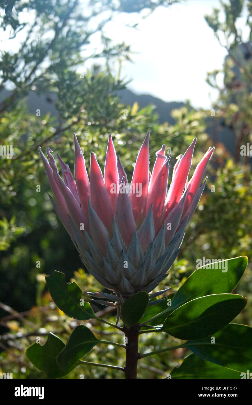 Kirstenbosch National Botanical Garden, Cape Town, Sud Africa Foto Stock