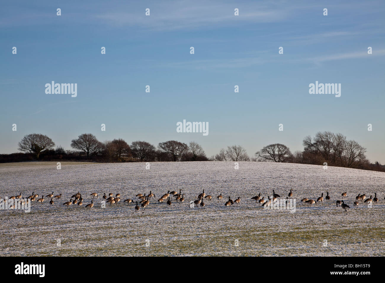 Oche del Canada (Branta canadensis) in cerca di cibo in inverno la neve, West Yorkshire. Foto Stock