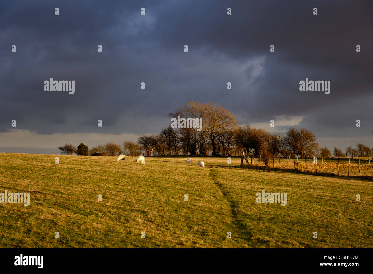 Pecore al pascolo nelle colline gallesi. Foto Stock