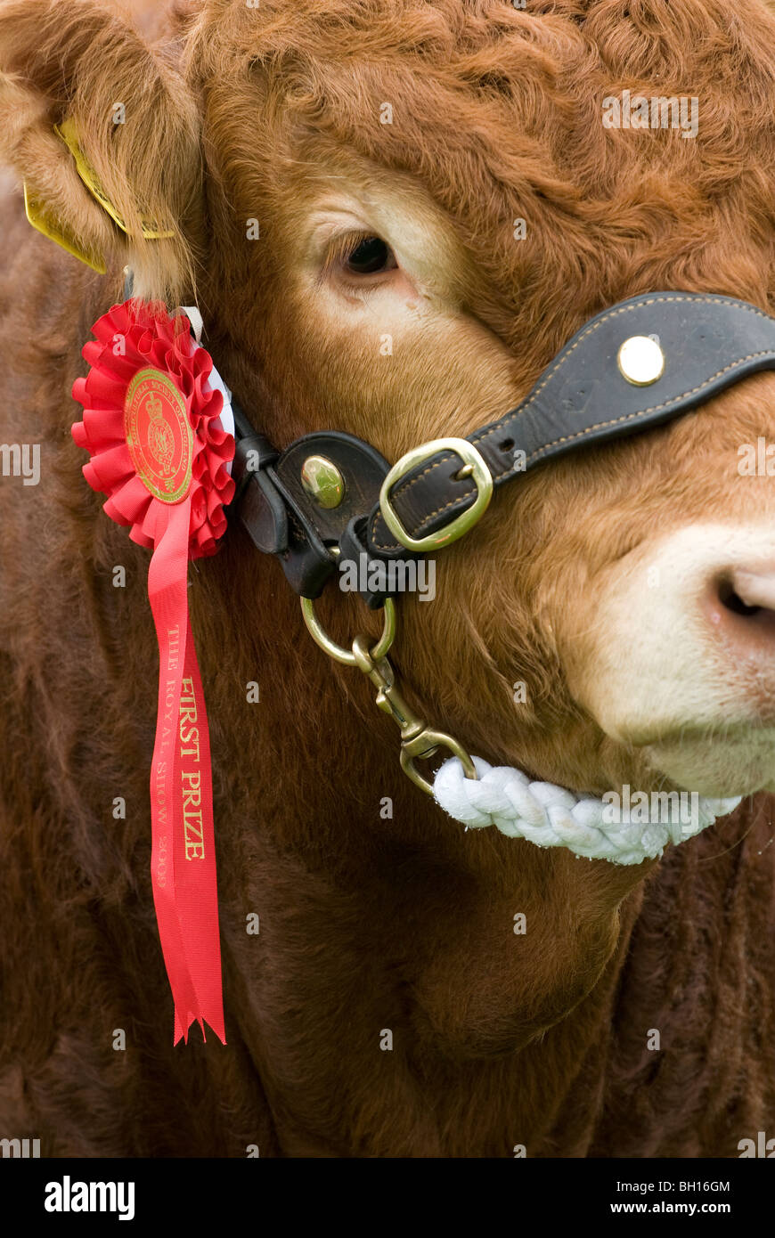 Un animale premiato visualizza il suo rosone al ultimo mai Royal Show mostra agricola a Stoneleigh Park nel Warwickshire Foto Stock