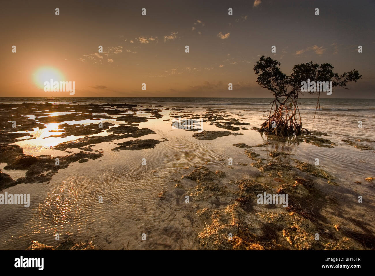 Sunrise a Bahia Honda, Florida Keys. Le rocce sono fossilizzati Coral reef (calcare e carbonato di calcio). Foto Stock