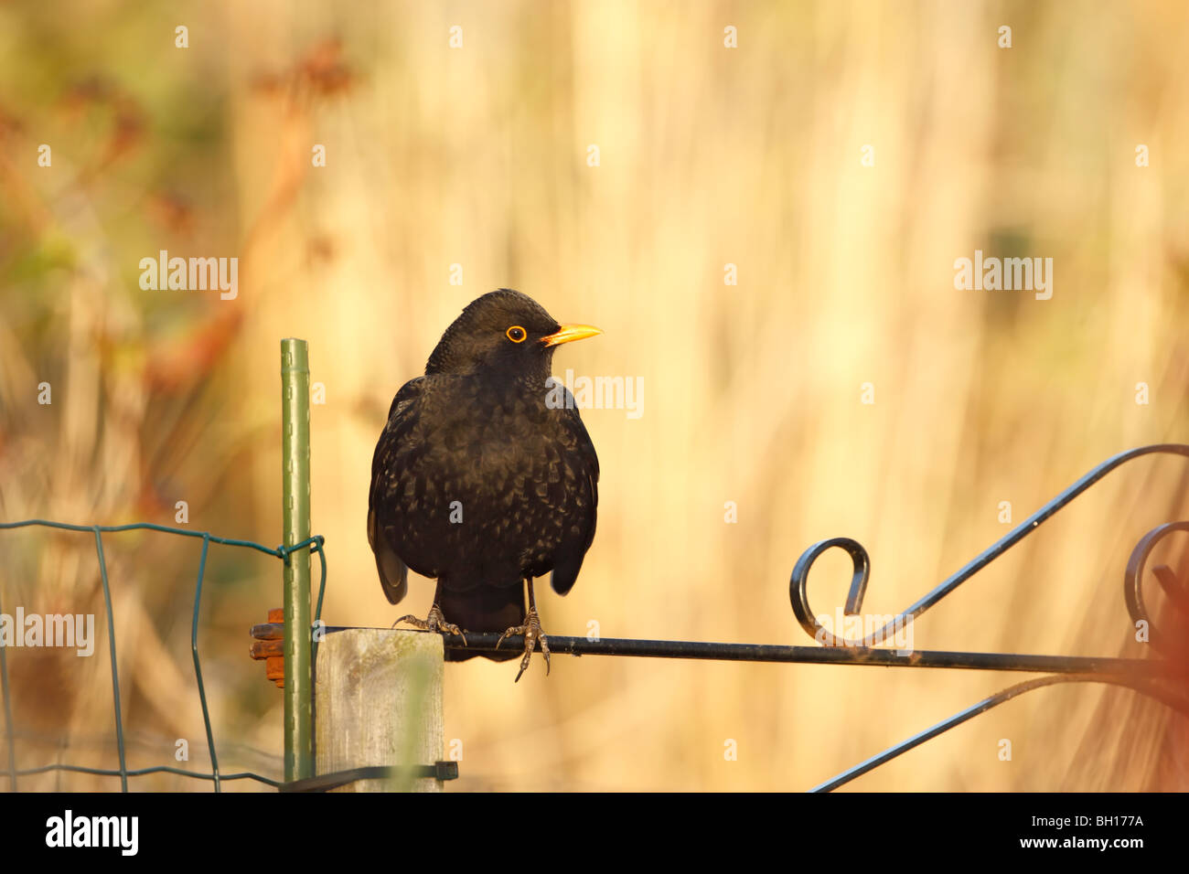 Merlo (Merula turdus) maschio appollaiato sul cancello del giardino in una luce calda Foto Stock