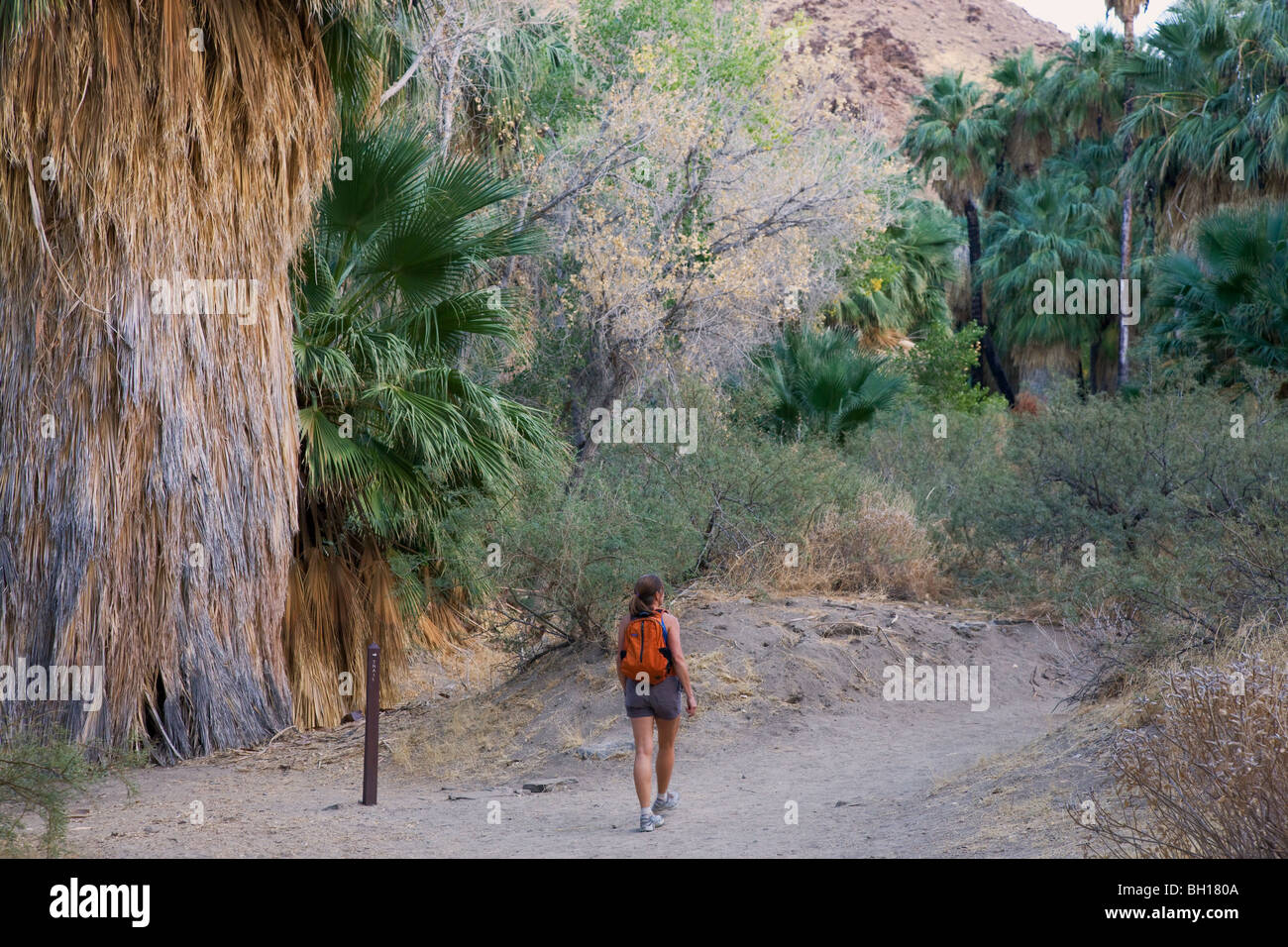 Escursionista in Palm Canyon, parte dell'Indian Canyon del Agua Caliente Indian Reservation, vicino a Palm Springs, California Foto Stock