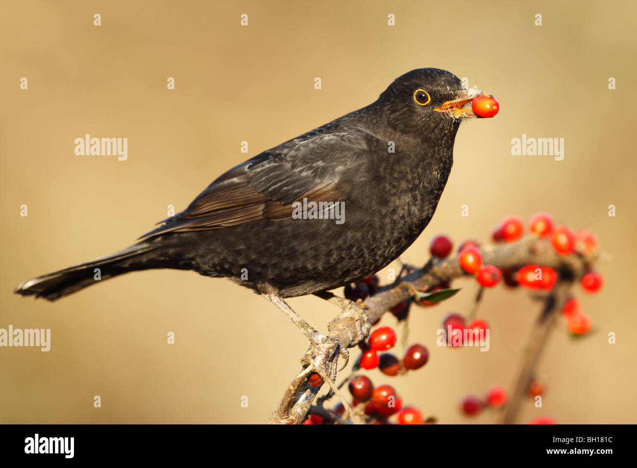 Merlo (Merula turdus) maschio arroccato su ramoscello con una bacca rossa nel suo becco Foto Stock