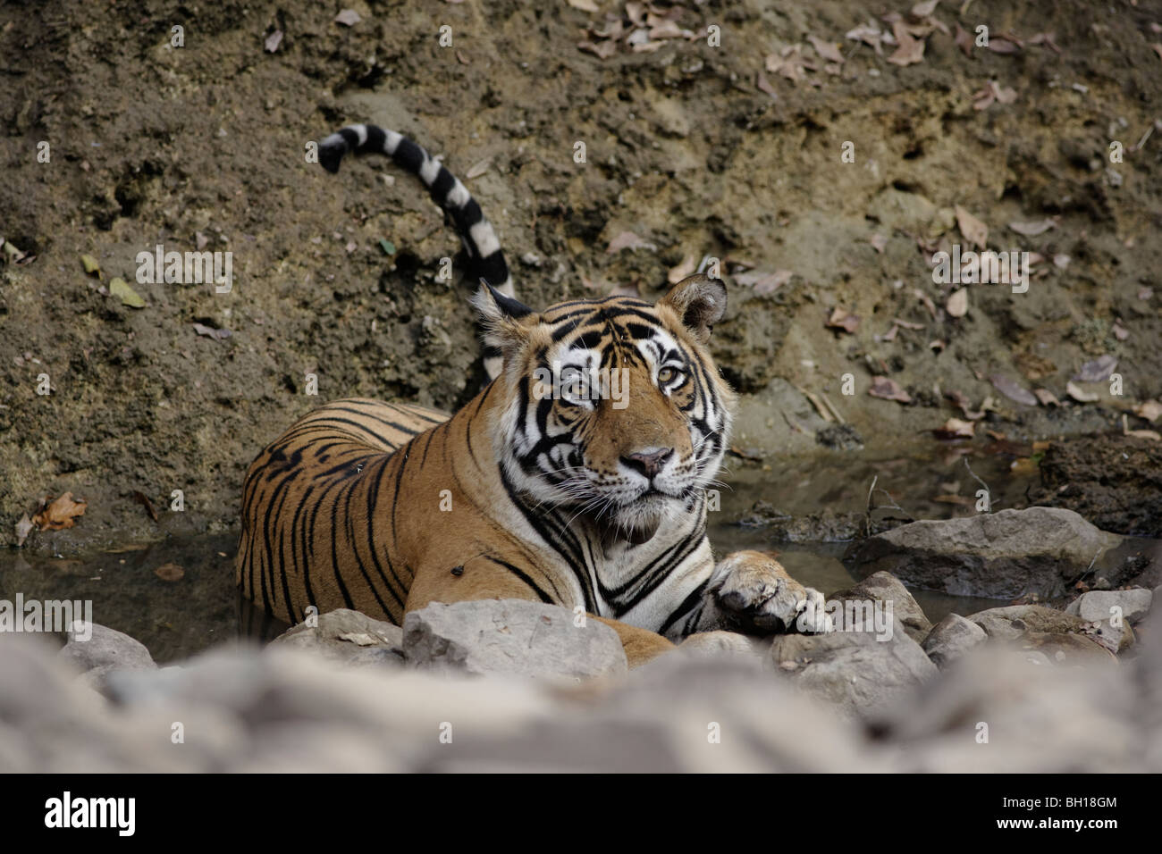 Maschio adulto Tiger cercando di raffreddamento vegliare in un fiume. ( Panthera Tigris ) Foto Stock