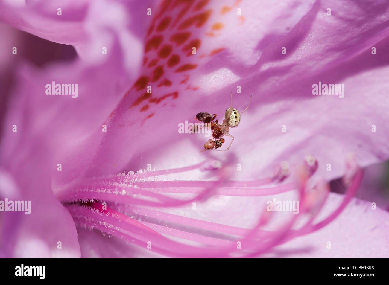 Ant, spider e volare in fiore di rododendro - lotta per la vita - la catena alimentare Foto Stock