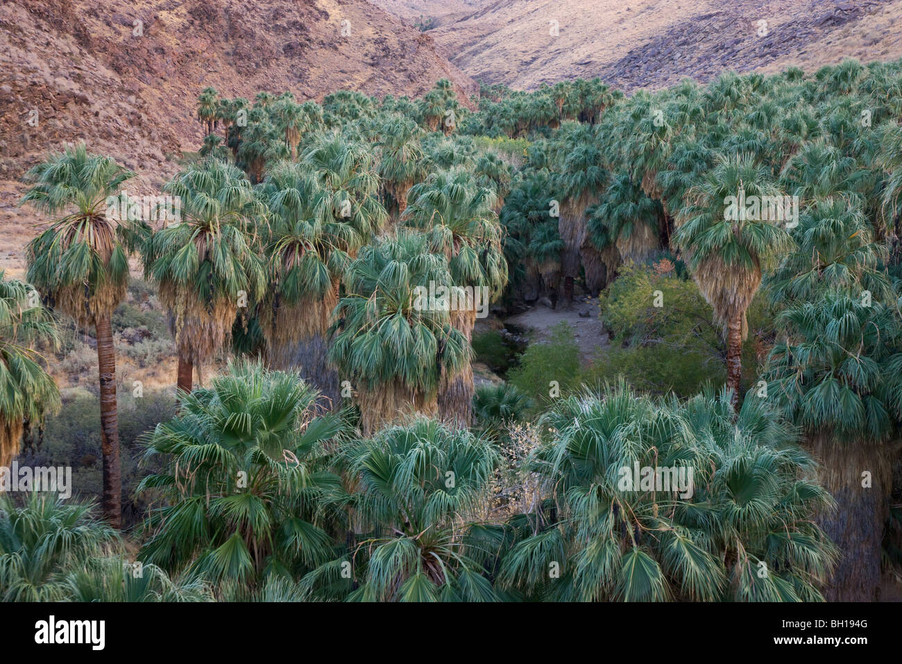 Palm Canyon, parte dell'Indian Canyon del Agua Caliente Indian Reservation, vicino a Palm Springs, California. Foto Stock