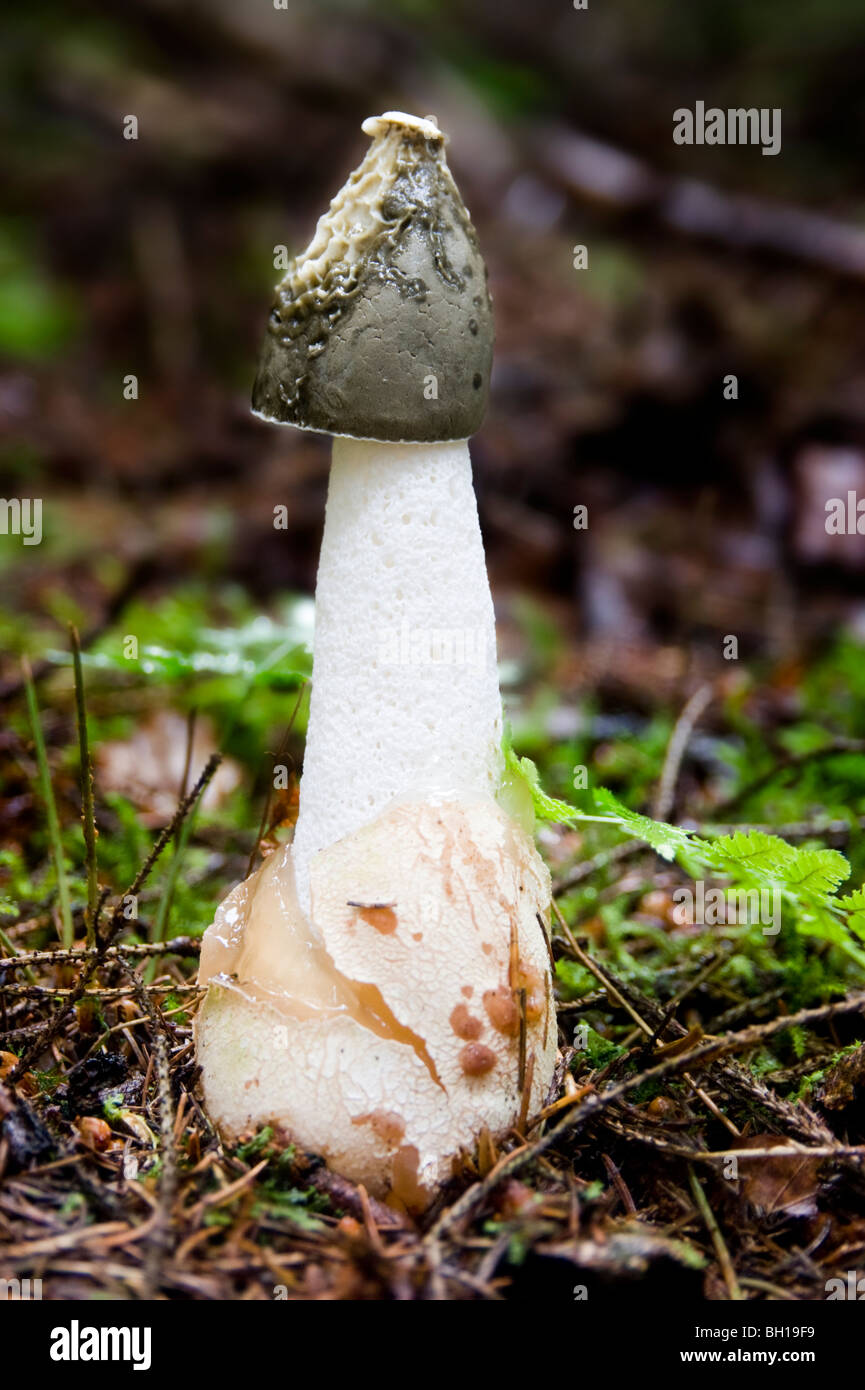 Stinkhorn comune (Phallus impudicus) nella pineta di pino silvestre, Scozia, mostrante l'inizio della liquefazione del cappuccio. Foto Stock