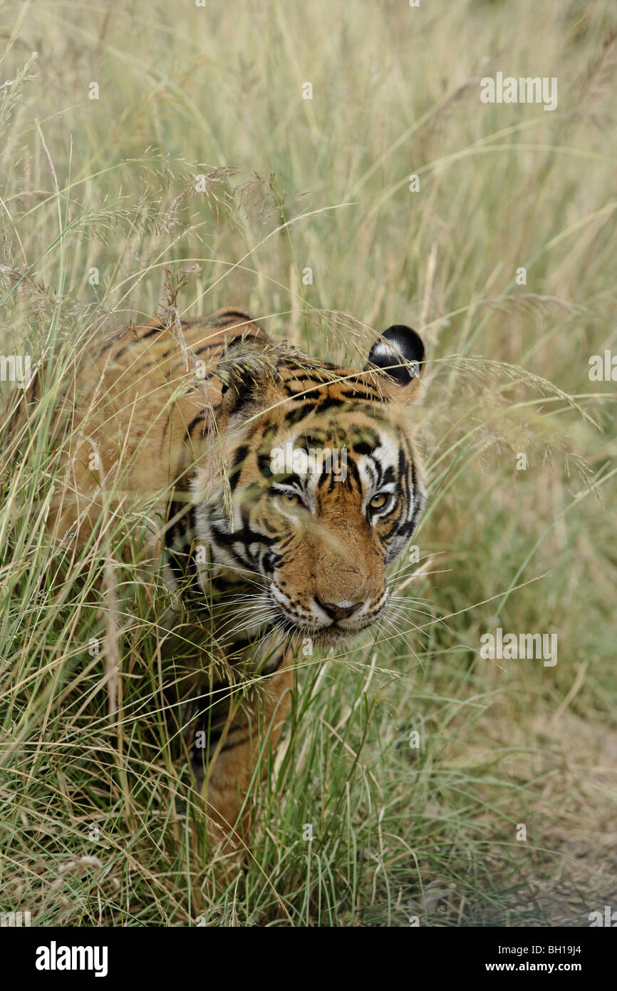 Una tigre nascosta in uscita in un aperto a Ranthambore Riserva della Tigre, India. (Panthera Tigris) Foto Stock