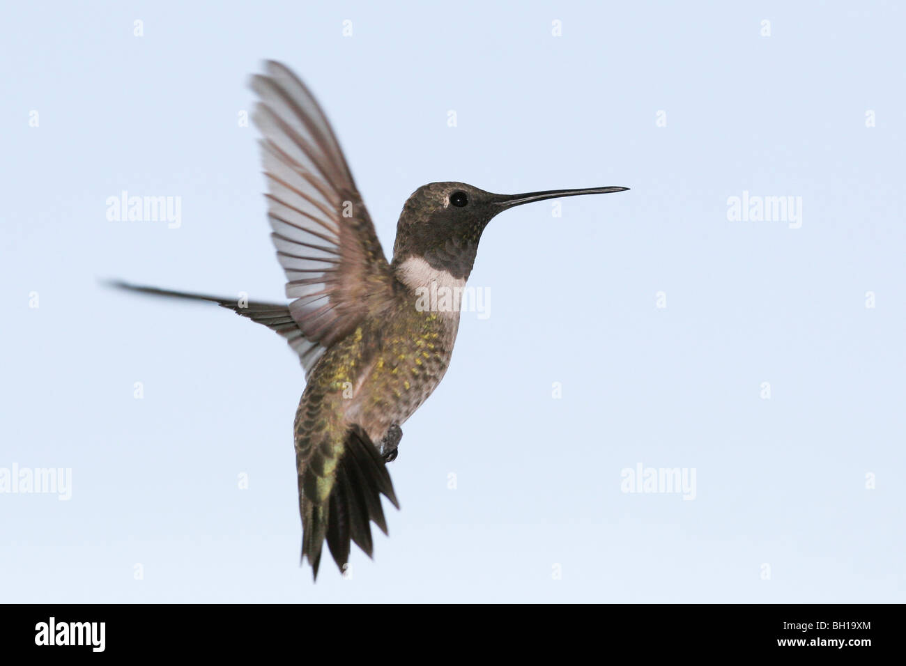 Un Black chinned Hummingbird in bilico in un cielo blu chiaro Foto Stock