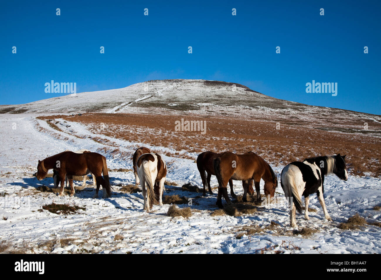 Cavalli alimentati con fieno in condizioni invernali su la montagna Sugar Loaf Wales UK Foto Stock