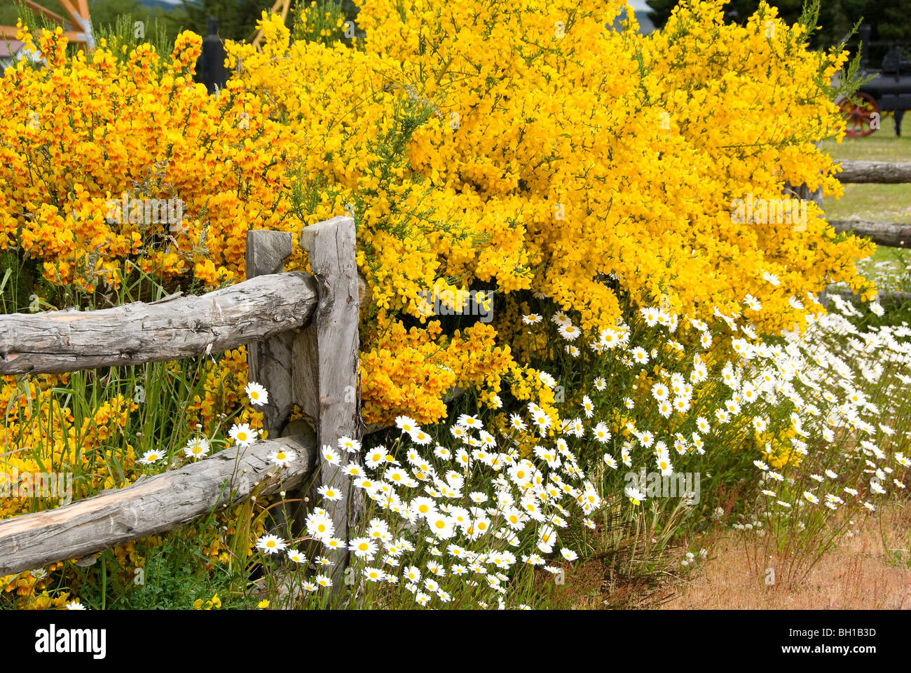 Margherite bianco e giallo gorse fiori in Punta Arenas, Cile Foto Stock