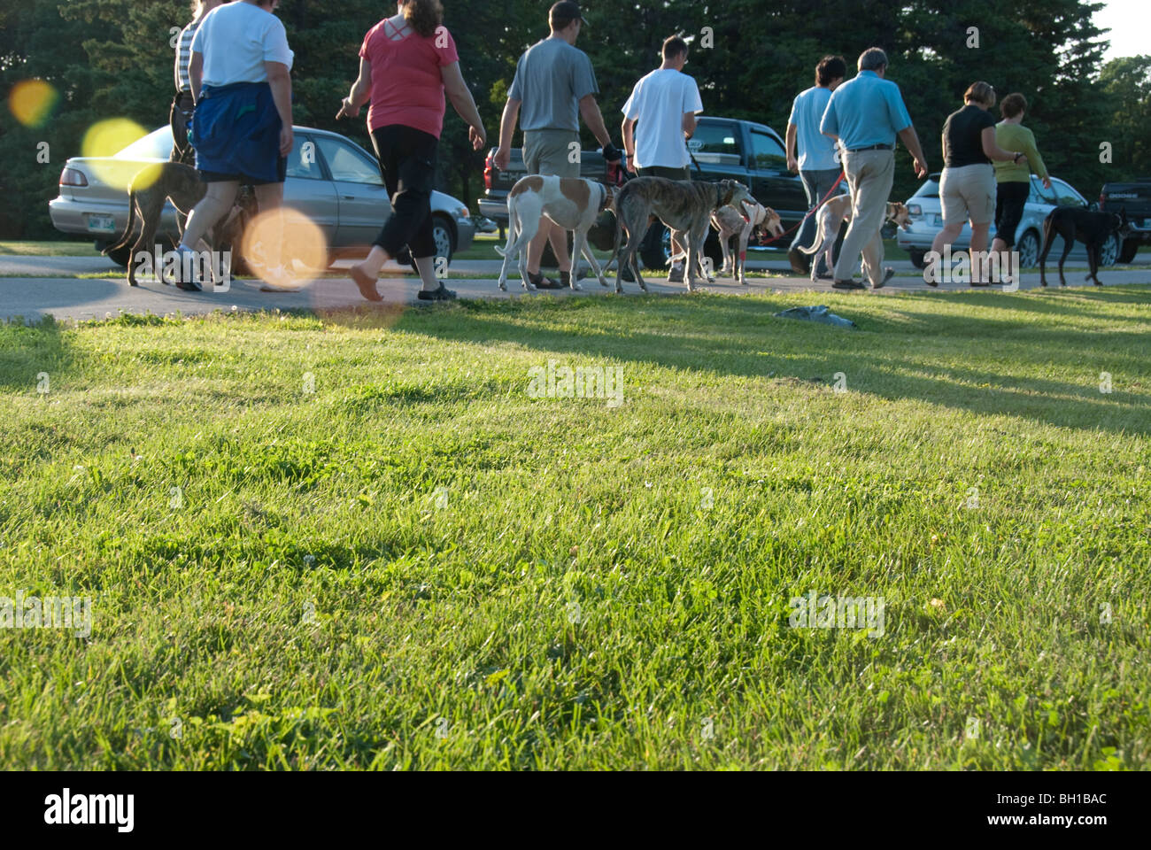 Un gruppo di proprietari di Greyhound a piedi i loro animali domestici nel parco, Winnipeg, Manitoba, Canada Foto Stock