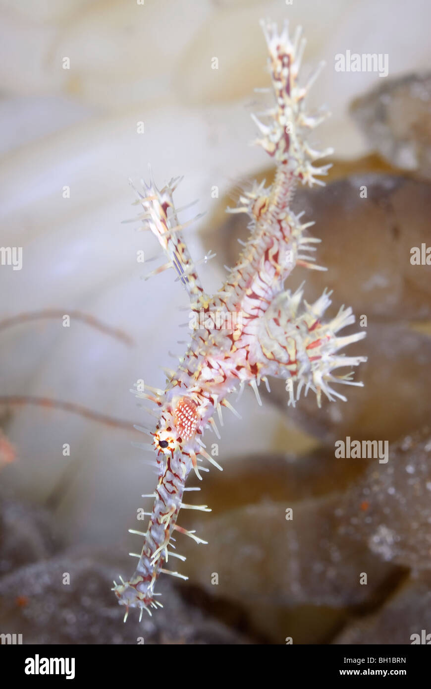 Ornate ghost pipefish, Solenostomus paradoxus, Bunaken Marine Park, Sulawesi, Indonesia, il Pacifico Foto Stock