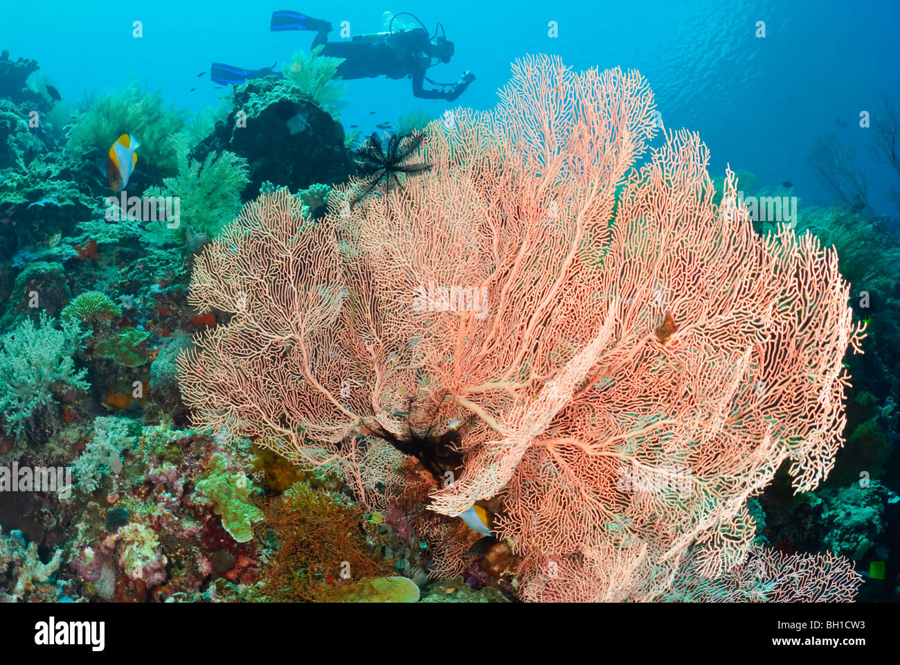 Un subacqueo di gorgonie e coralli, Melithaea sp., Bunaken Marine Park, Sulawesi, Indonesia, il Pacifico Foto Stock