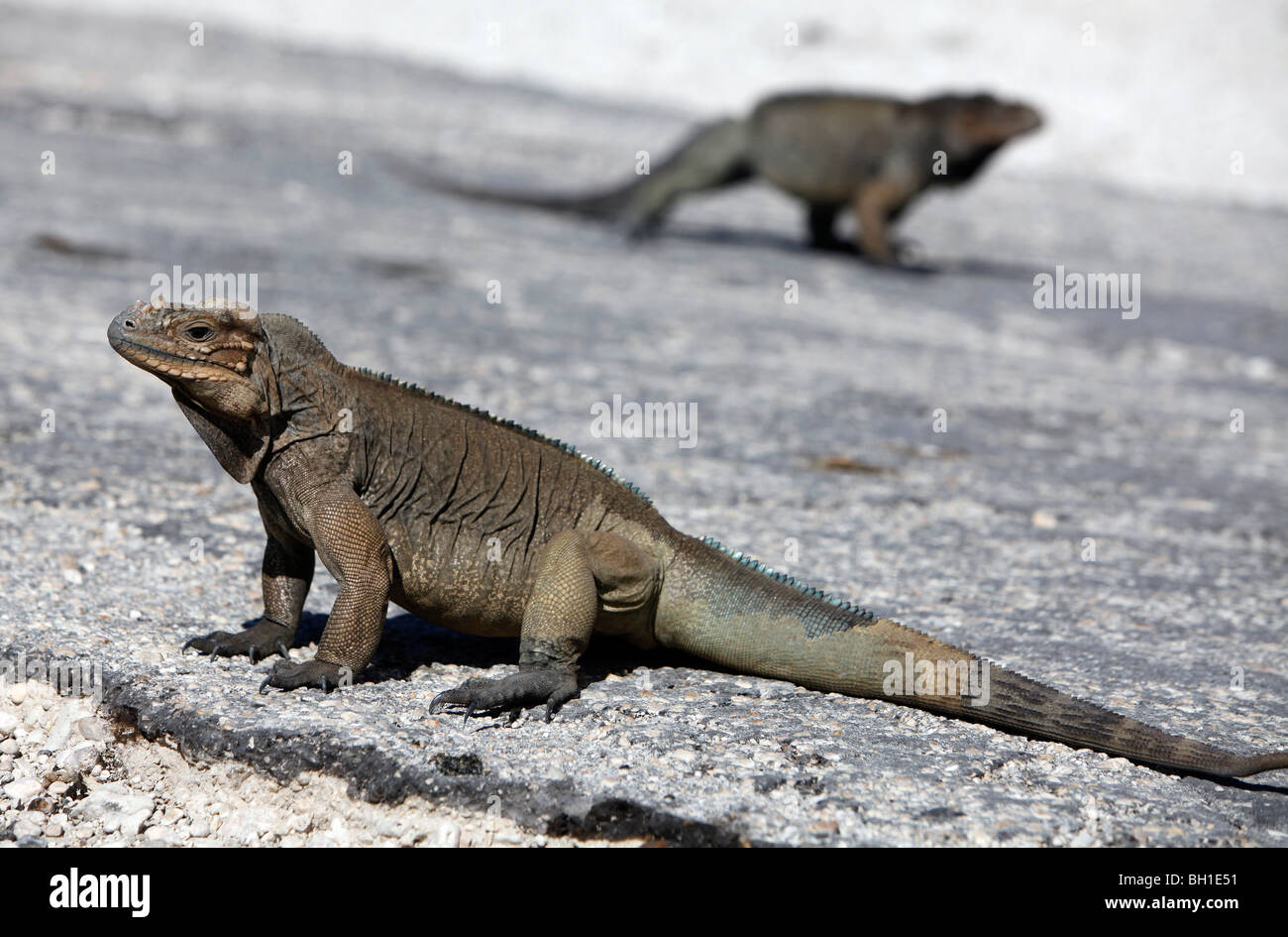 Rhinoceros Iguana, lago Enriquillo, a sud-ovest della Repubblica Dominicana Foto Stock