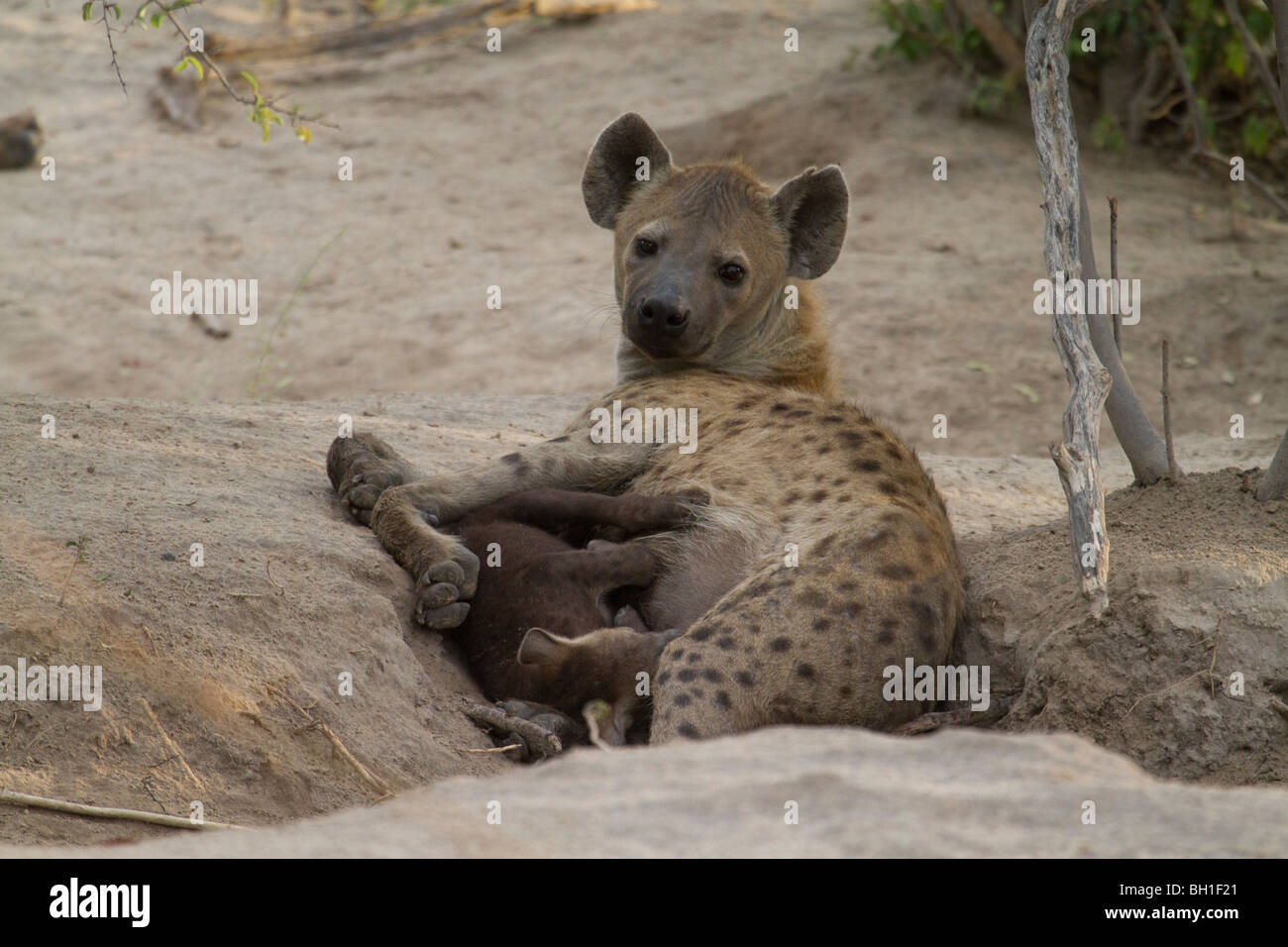 Hyaena madre e pup Foto Stock