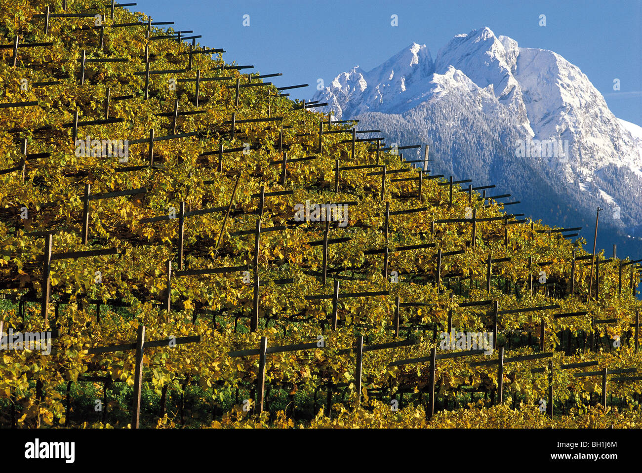 Vigne e vigne, Cermes, Ifinger Mountain in background, Alto Adige, Italia Foto Stock