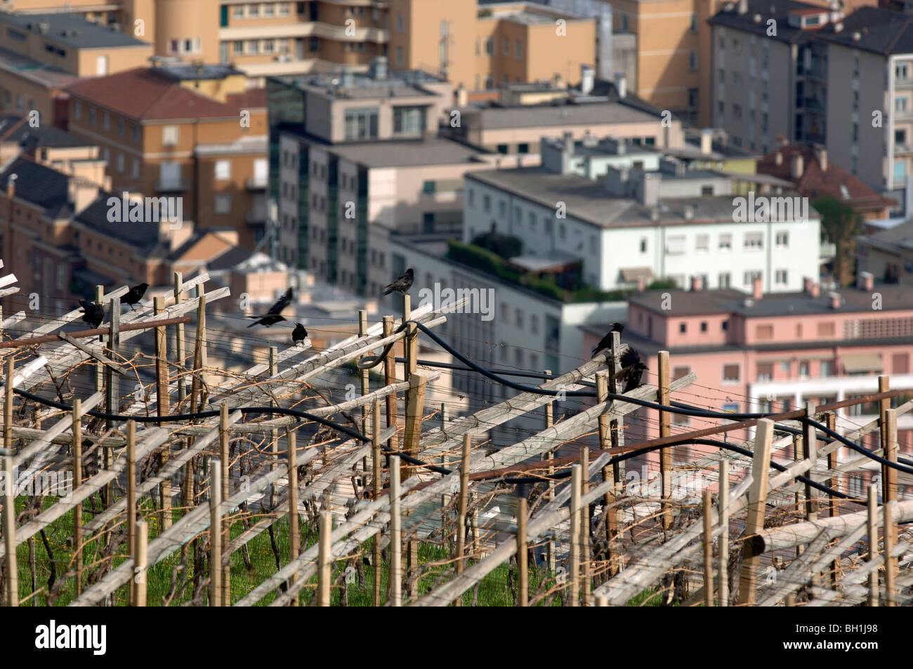 Vigne con appartamento immobili in background, Bolzano, Alto Adige, Italia Foto Stock