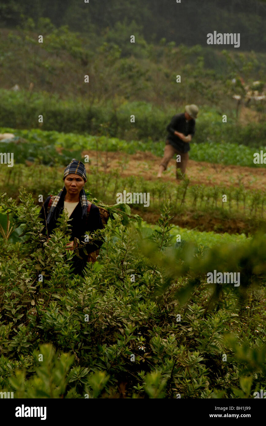 Hilltribe lavorando in ricef ield, lao cai , NorthVietnam. Foto Stock