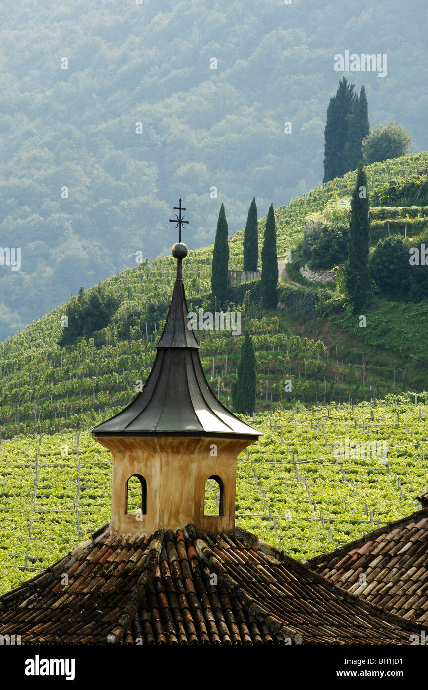 Vigne e paesaggi montani, Azienda vinicola Manincor, Kaltern an der Weinstrasse, Alto Adige, Italia Foto Stock