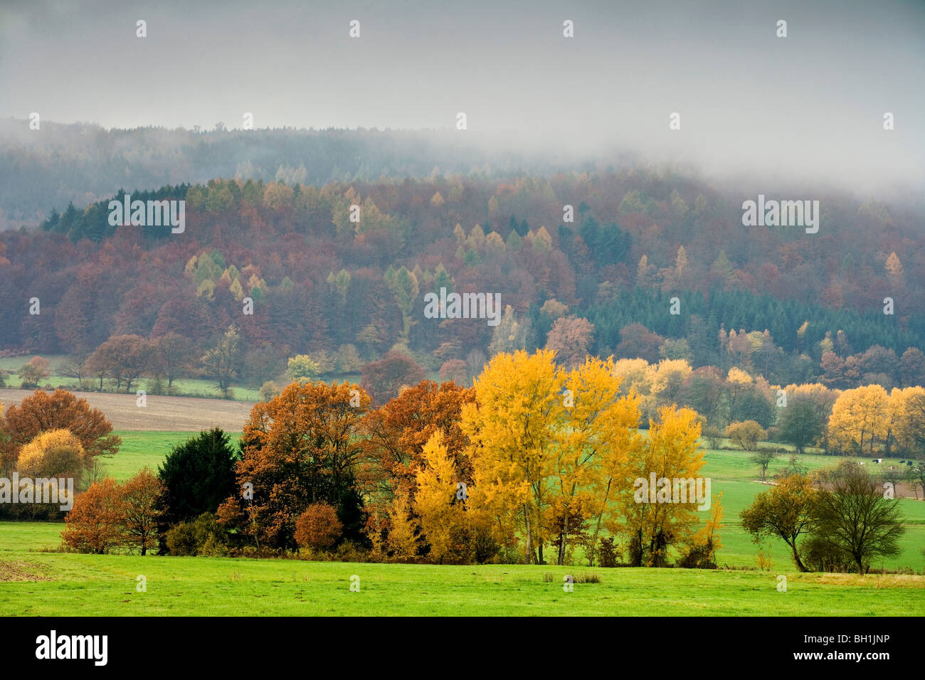 Paesaggio autunnale nella nebbia, Weserbergland, Bassa Sassonia, Germania, Europa Foto Stock