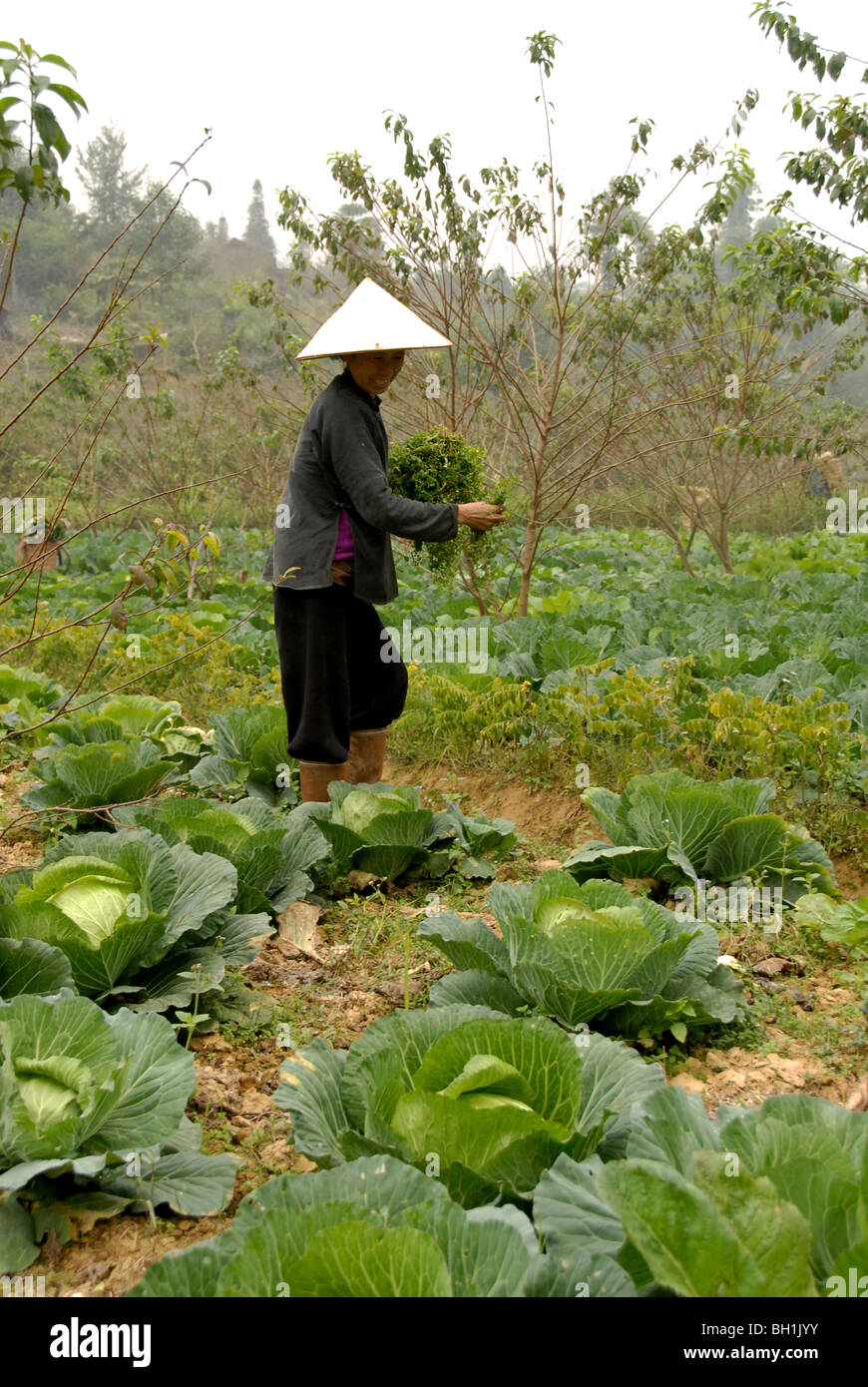 Donna vietnamita lavora al campo di cavolo cappuccio, Lao cai,Vietnam del Nord. Foto Stock