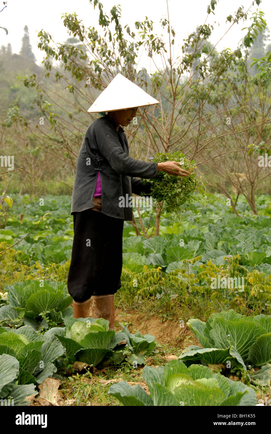 Donna vietnamita presso il suo campo di cavolo cappuccio, Lao cai,Vietnam del Nord. Foto Stock