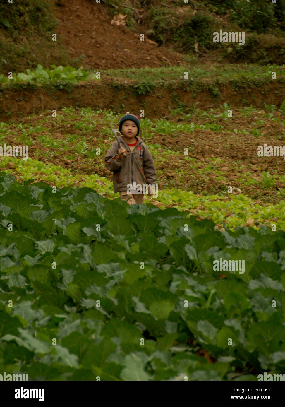 Hilltribe vietnamita boy in campo di cavolo cappuccio, può cau, Lao cai,Vietnam. Foto Stock