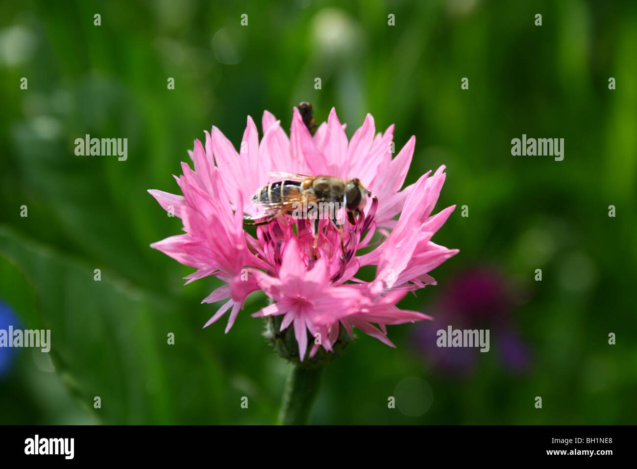 L'ape sul piccolo fiore rosa Foto Stock